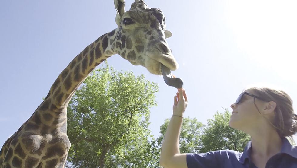 Nashville Zoo Set to Reopen This Month