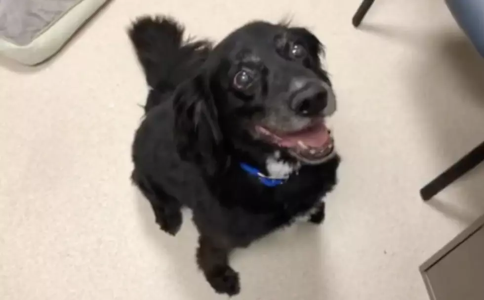 Family Unable To Care For Senior Dog, Brings Him To Shelter Where He Was Adopted As A Pup