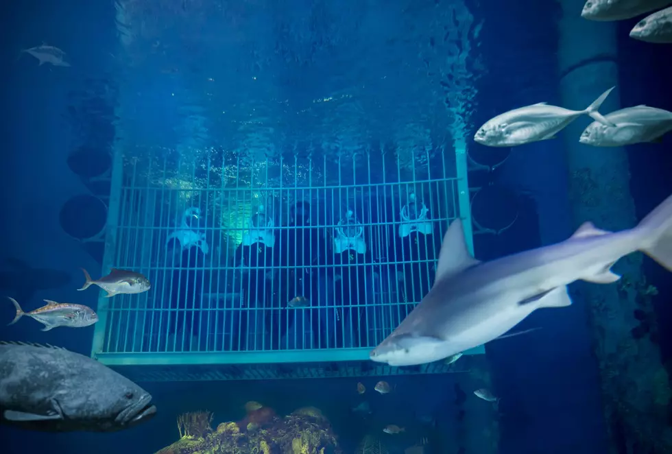 You Can Swim With Sharks At This Missouri Aquarium