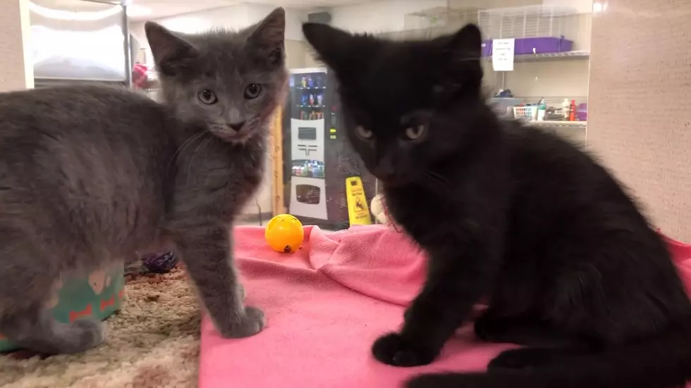 This Sweet Trio is Looking for Their Forever Home [VHS PET OF THE WEEK]