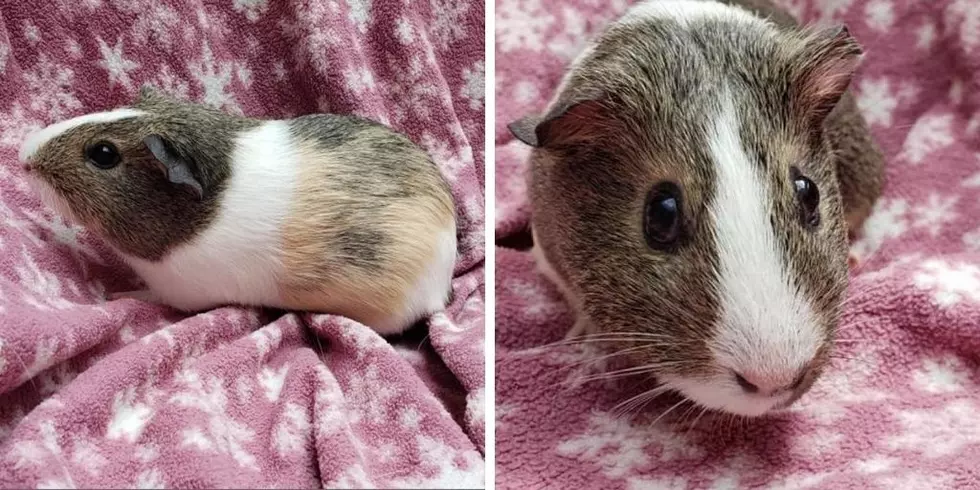 Best Friend and Sister Guinea Pigs Are So Happy, They Squeak