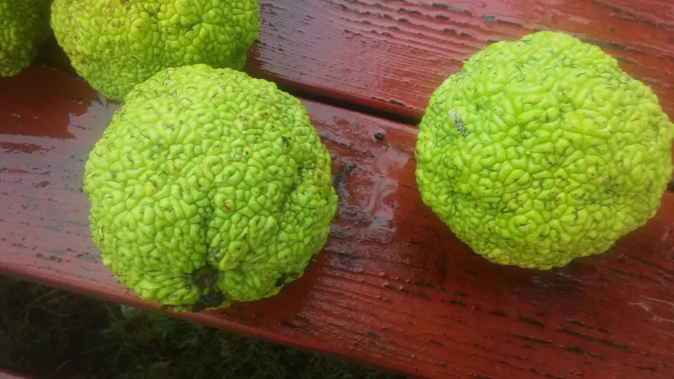How the Lowly Hedge Apple Can Keep Insects Out of Your Home and Some Say Cure Cancer