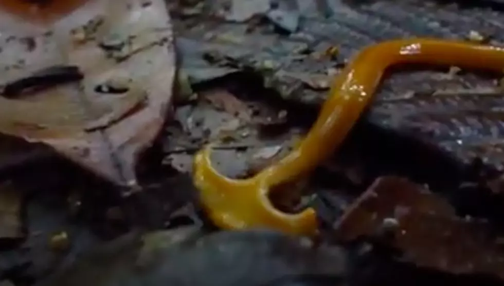 These Cannibal Hammerhead Worms Are Straight Out Of A Nightmare