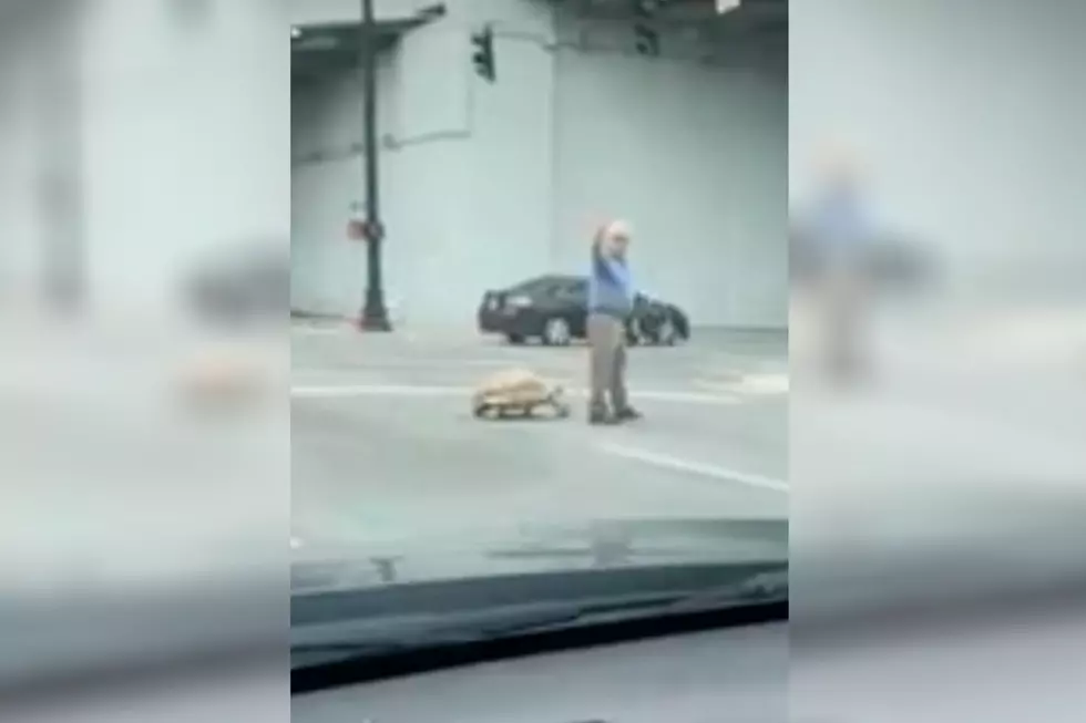 Nothing To See Here, Just A KY Man Walking His Tortoise [WATCH]