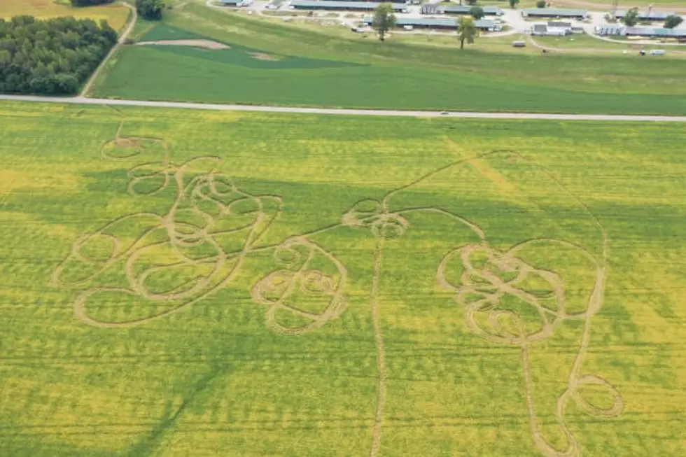 Indiana DNR Looking For Vanderburgh County Cornfield Vandals