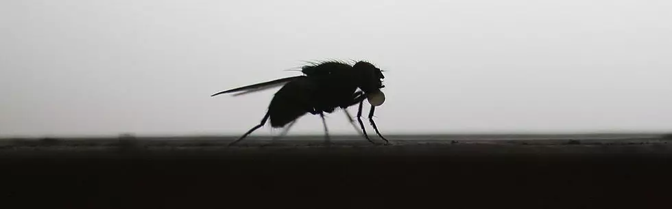 House-Flies Bred For Medicinal Purposes