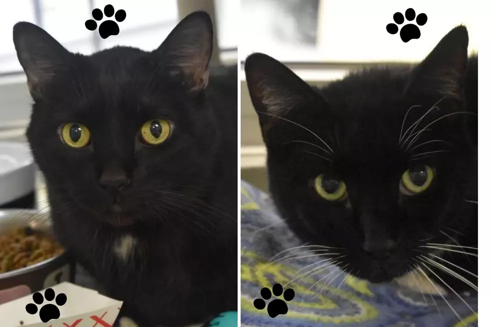 After Owner Goes To Jail, Two Cats Are Looking For A Fresh Start [WATCH]