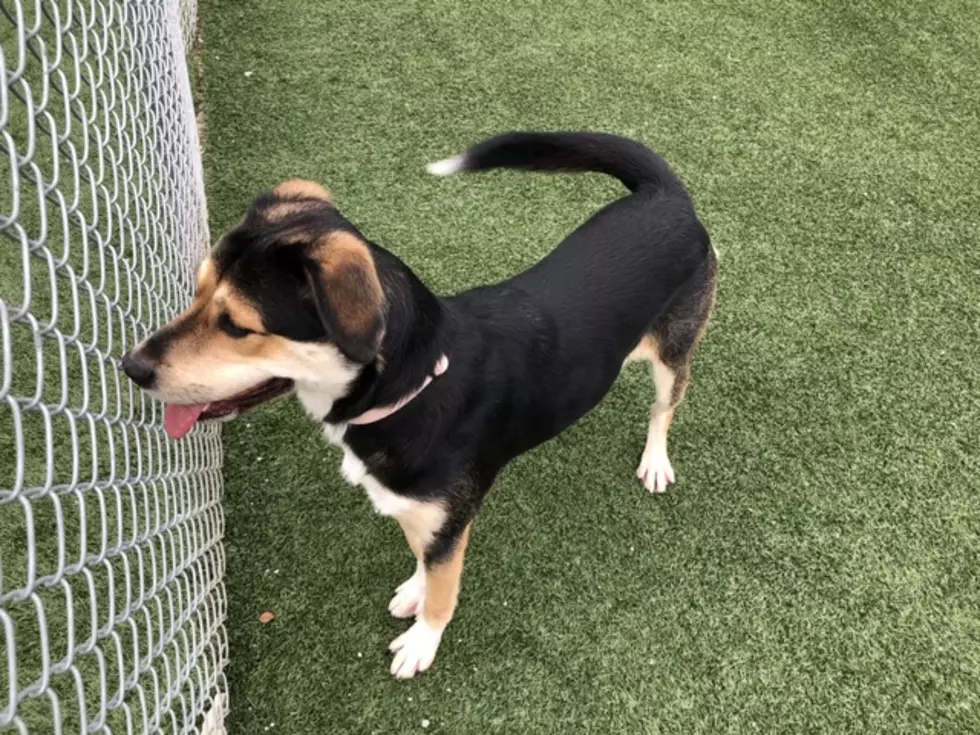 Dog Knows How To Get Adopted, Take Cuteness Game To A Whole New Level [WATCH]