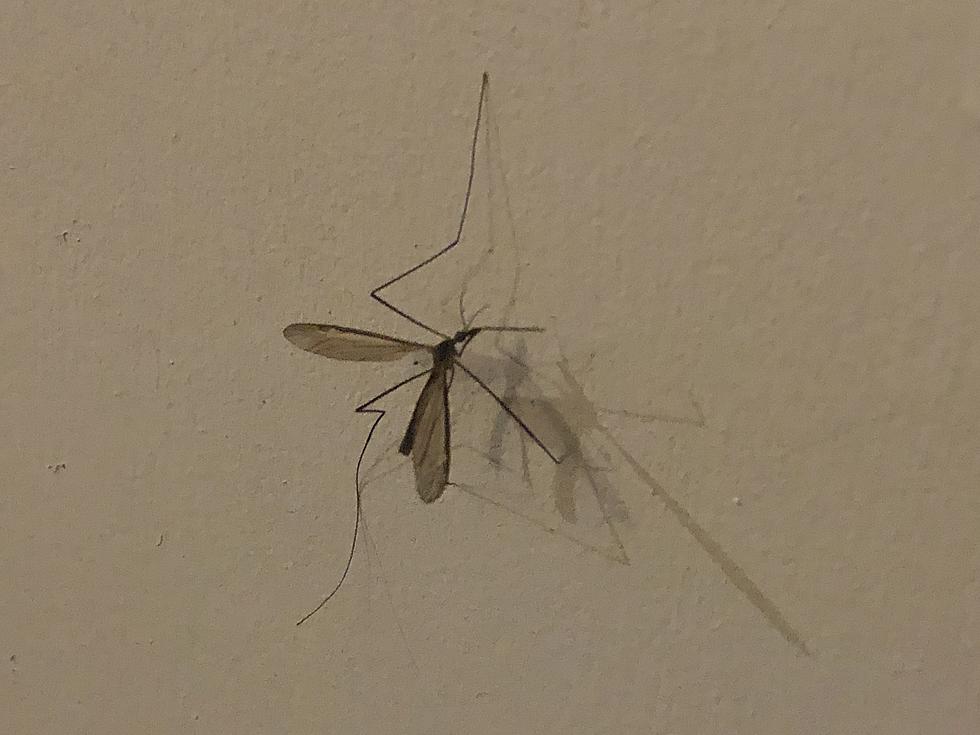 What Are Crane Flies? 5 Things to Know About These Mosquito-Looking Bugs