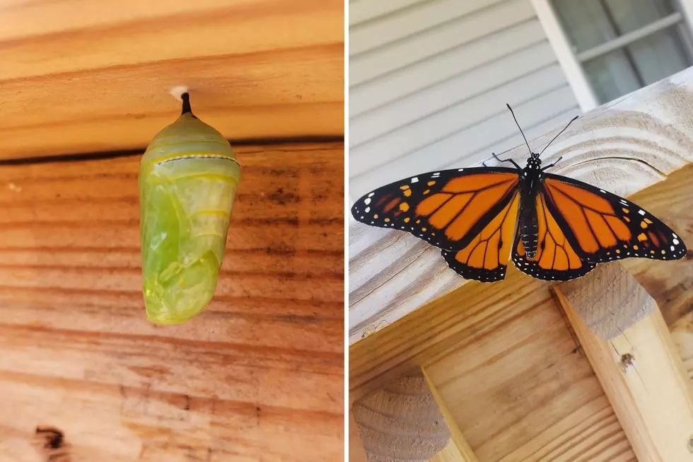 Watch The Incredible Birth Of a Butterfly [PHOTOS]