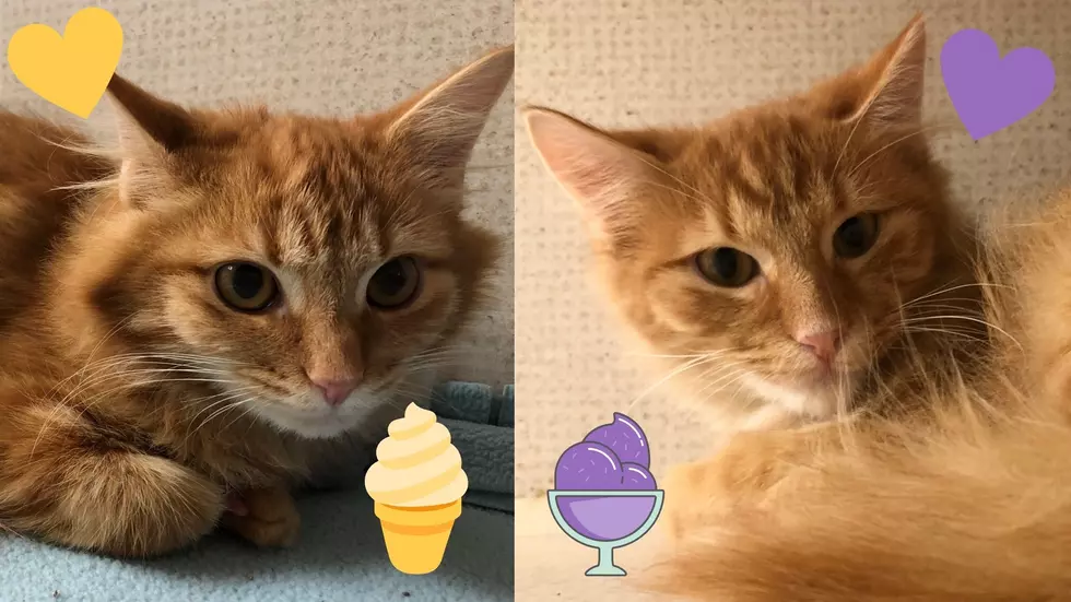 Cats, Sorbet and Custard, Will Make Your Home A Little Bit Sweeter [WATCH]