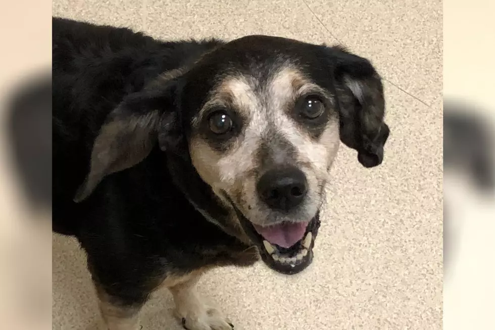 Abandoned By Her Owner, This Senior Dog Is Spending Her Later Years Looking For New People  [WATCH]