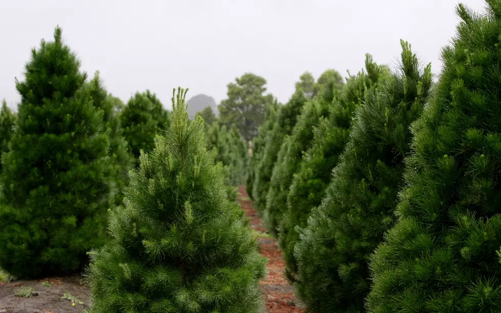 9 Places in the Tri-State to Buy a Real Live Christmas Tree