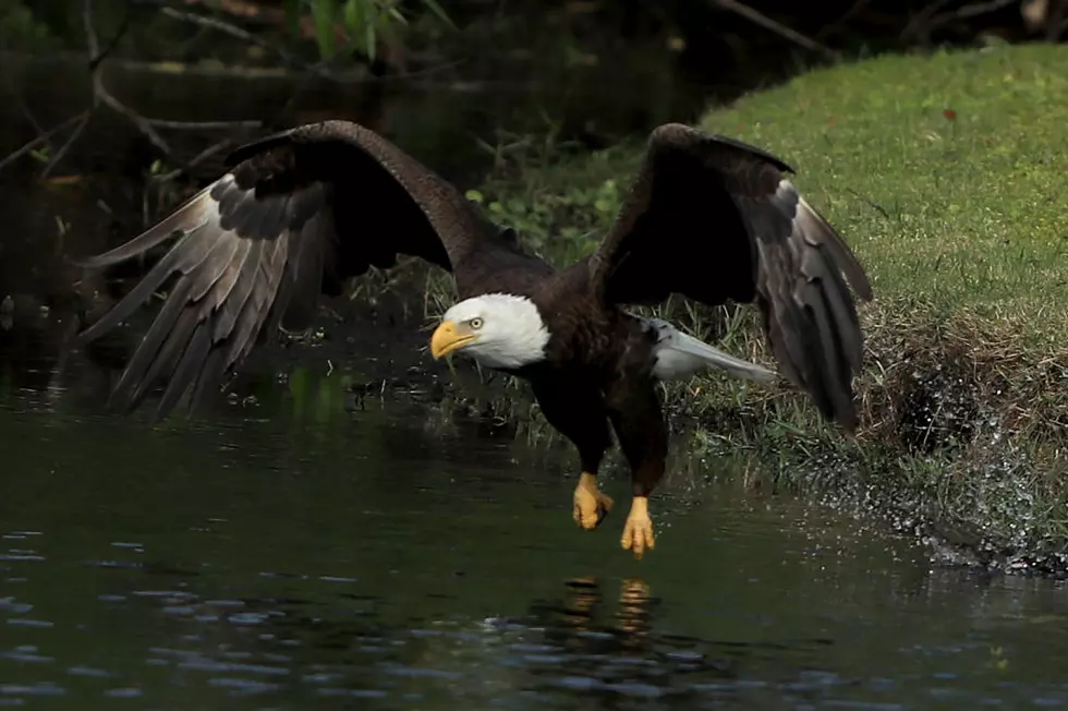 Did You Know You Can See Eagles in Their Natural Home Right Here in Evansville?