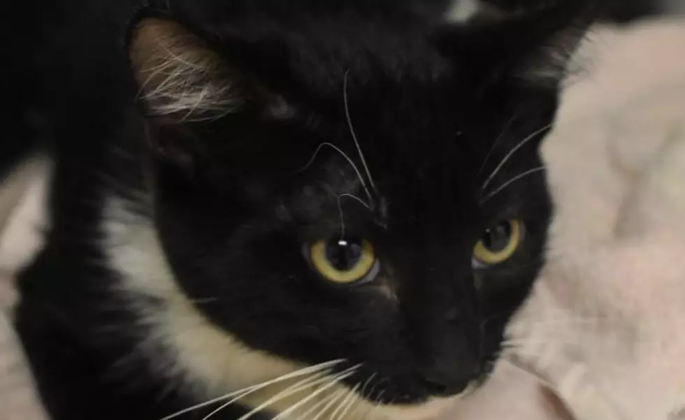 Nickel, The Cat Is A Guaranteed Boredom-Buster [WATCH]