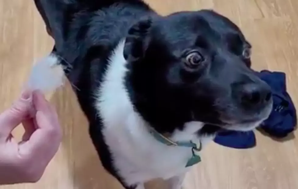 What Does Guilty Look Like? A Dog From Princeton Who Ate A Pillow [VIDEO]