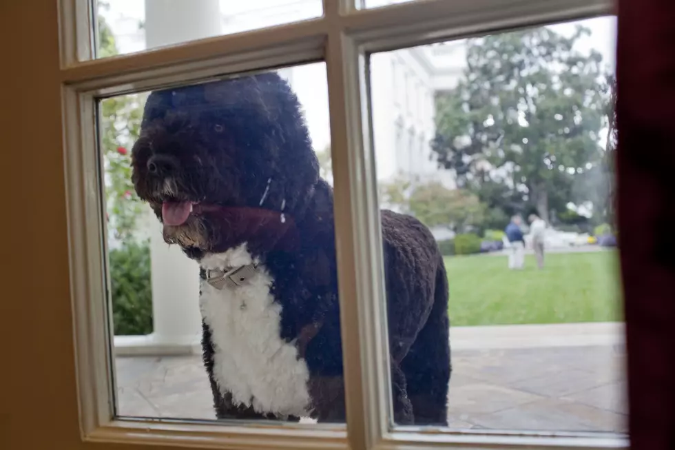 10 Funny and Unique Names of Former White House Pets