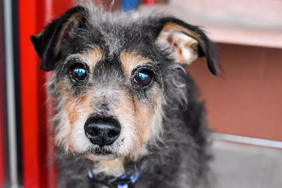Make This Sweet Basement-Dwelling Pup Part of Your Family [PET OF THE WEEK]