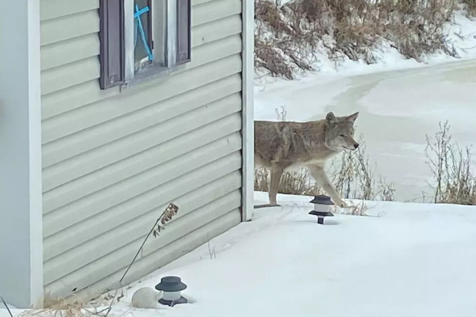 Coyote in Evansville Backyard Serves as a Reminder Mating Season is Underway
