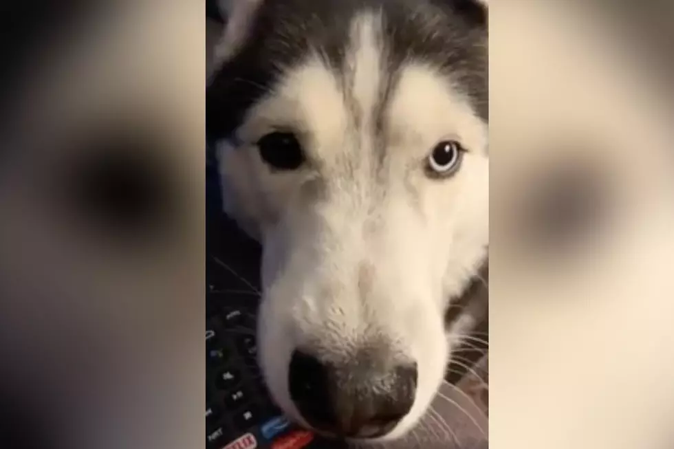 Owensboro Dog Argues and Pouts When Told He Can’t Go Outside and It’s Hilarious [WATCH]