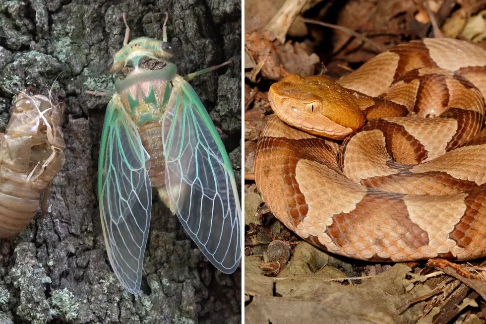 The Return of Cicadas Could Mean Copperheads Invading Your Yard
