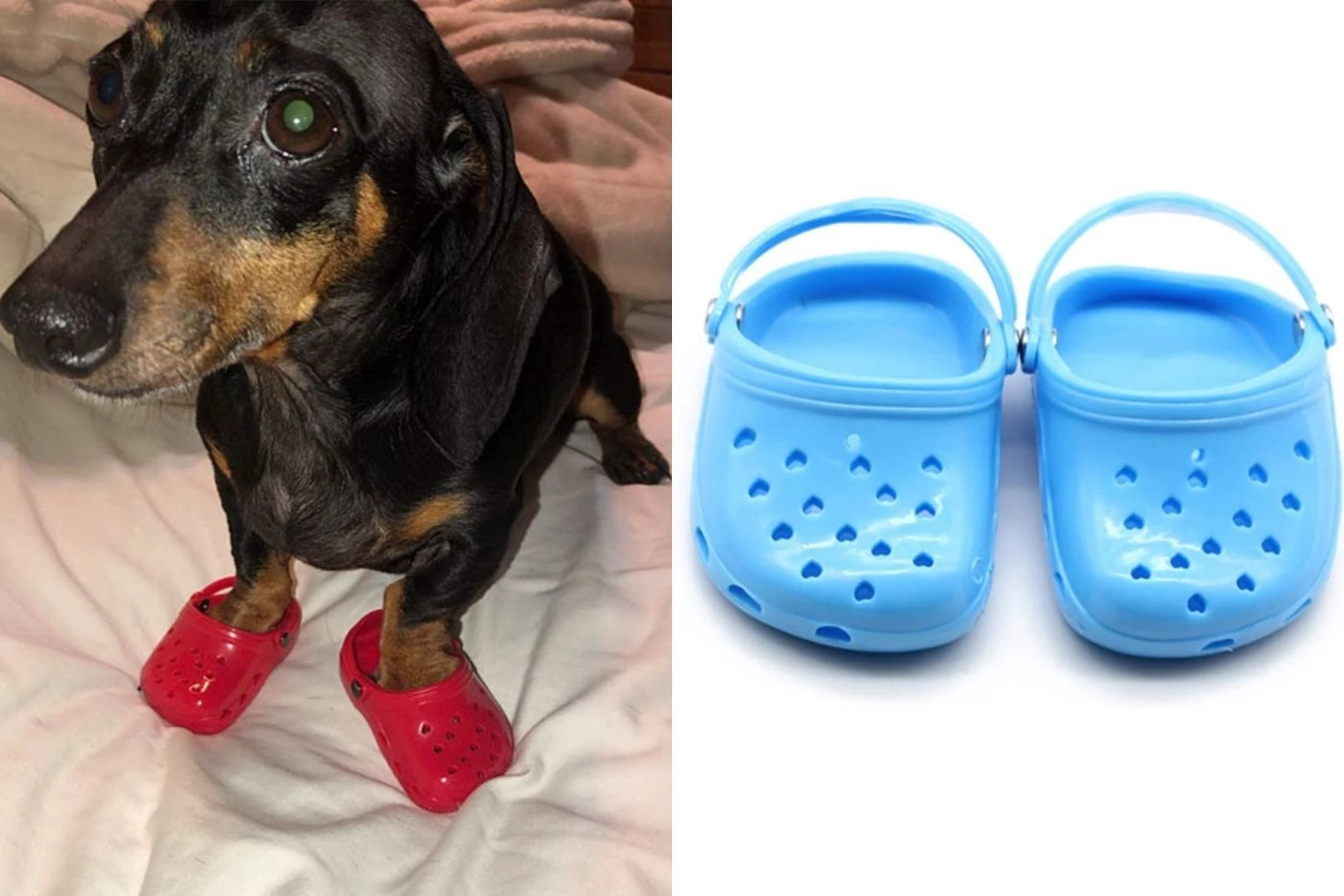 Dogs crocs 2024