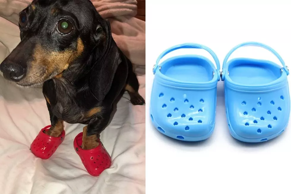 Crocs - When your dog finds your Crocs just as comfortable as you