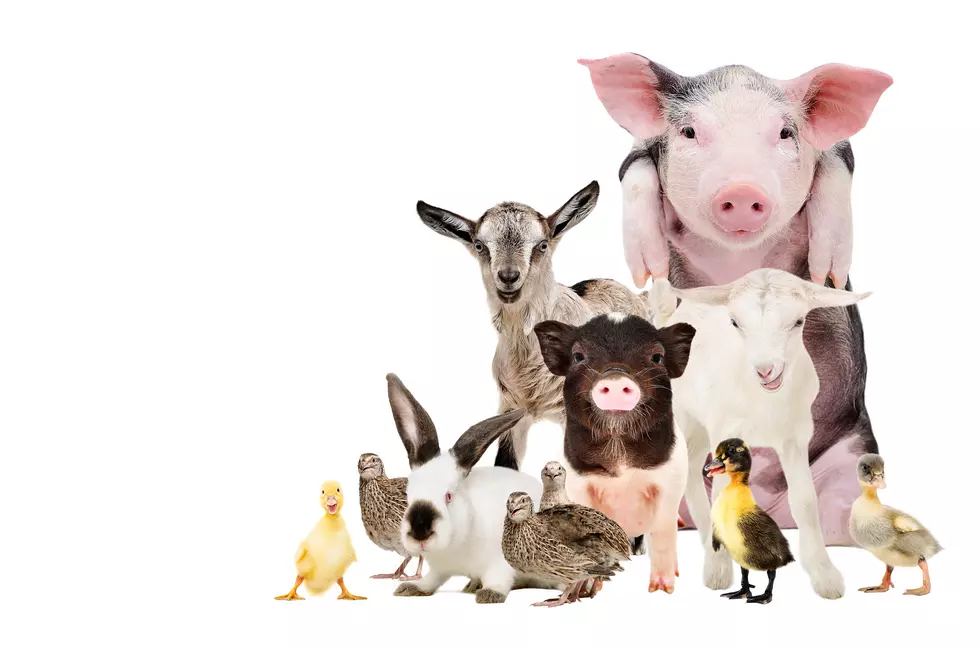 you-can-play-with-baby-farm-animals-in-owensboro-this-saturday