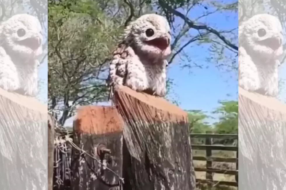 This Strange Looking Bird Cries Instead of Chirping [Watch]