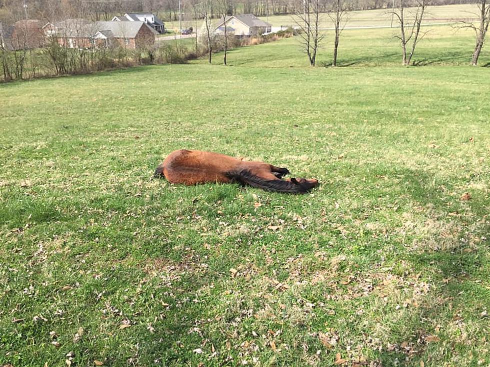 Evansville Horse Owner Wants You to Know &#8211; Dixie Isn&#8217;t Dead, She&#8217;s Just Sleeping