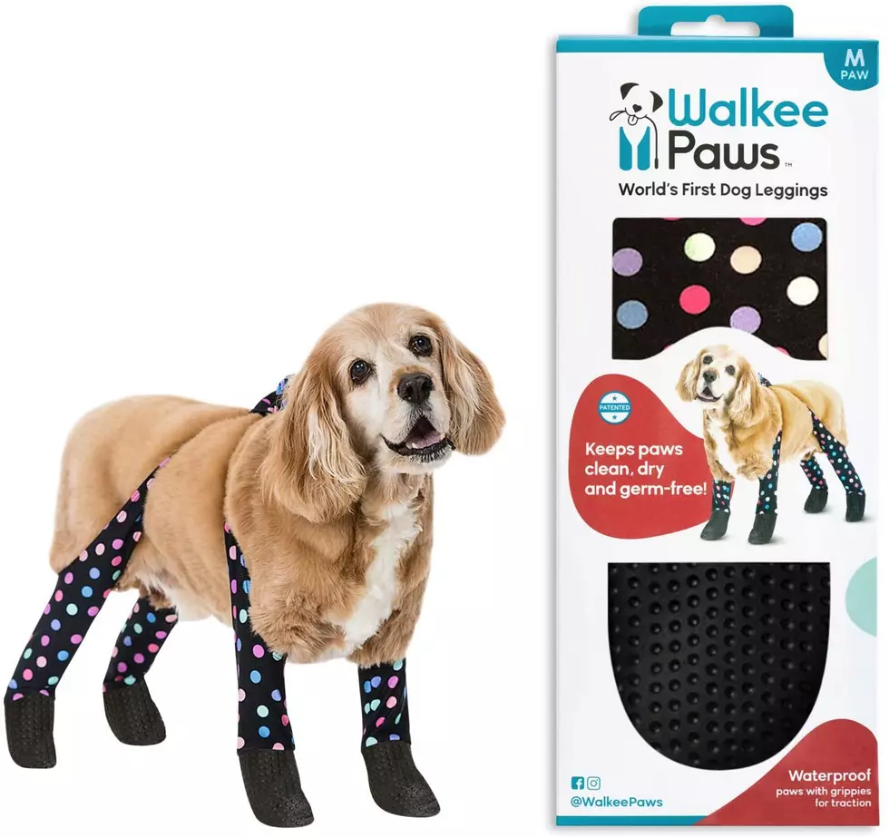 Dog leggings are the thing we didn't know we needed
