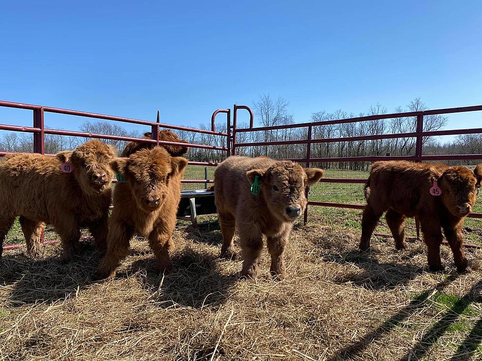 Snuggle Fluffy Scottish Highland Cows at a Farm in Kentucky