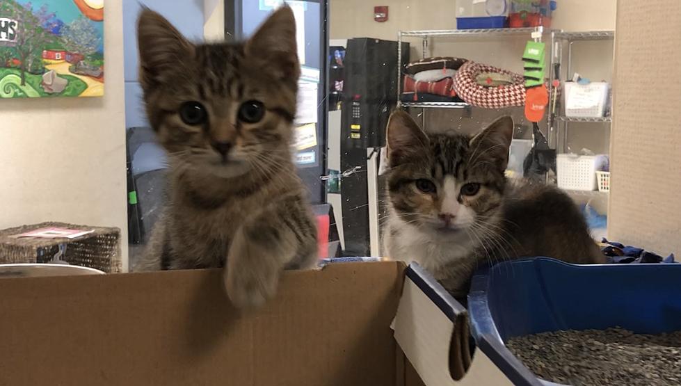 Loveable Trio of Kitten Sisters Ready for Their Forever Home &#8211; VHS Pets of the Week [VIDEO]