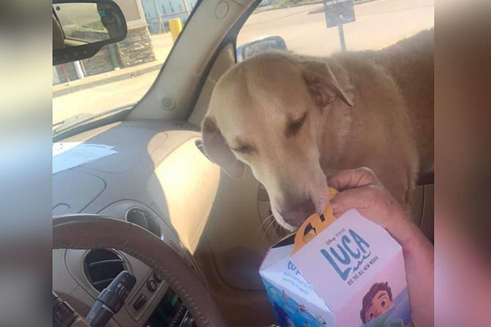 Evansville Dog Gets A Happy Meal and Her Reaction Is Priceless