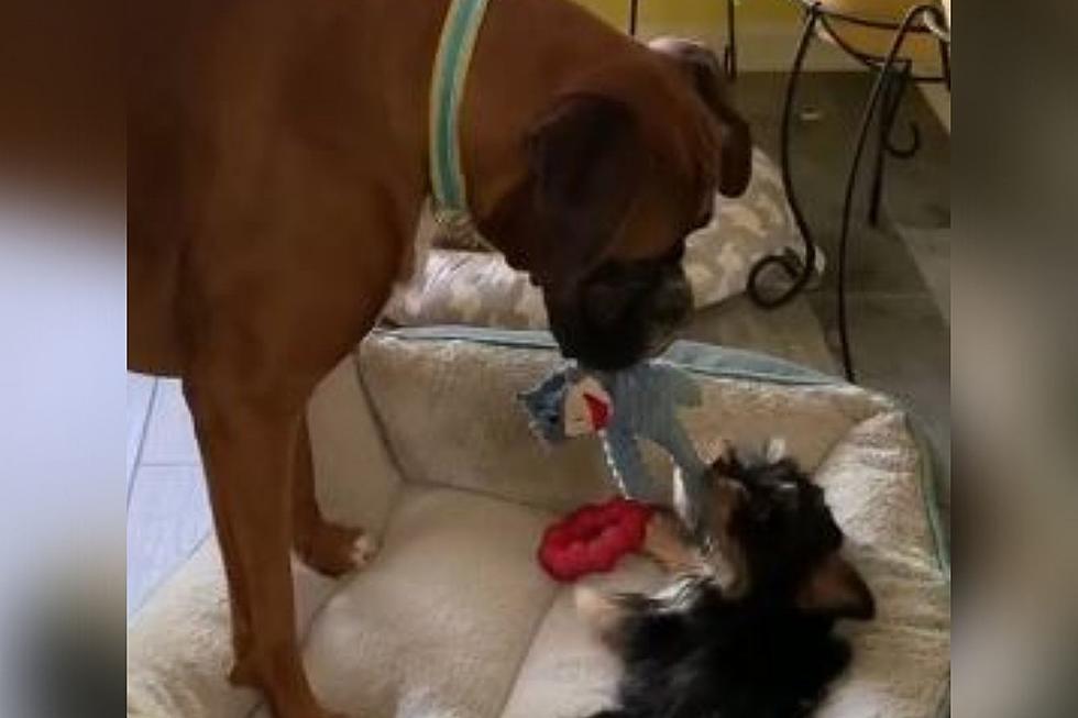 Evansville Dog Plays With Little Sister In Sweet Video