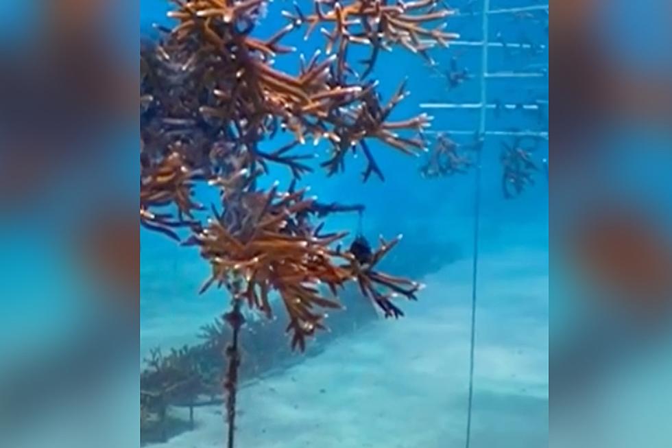 Video Reveals What Looks Like A Small Underwater City Off the Coast of the Florida Keys