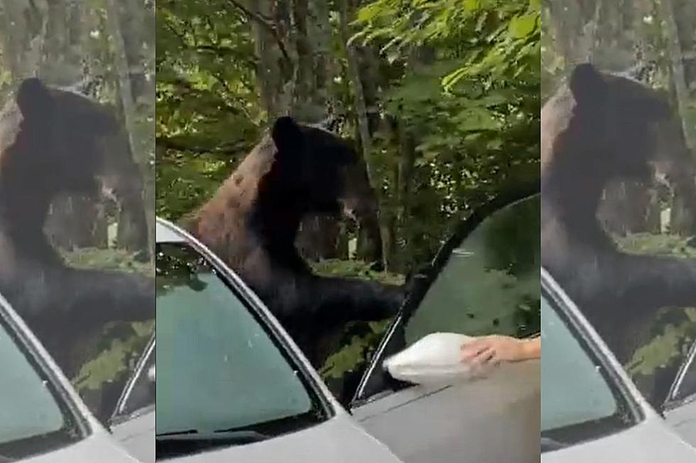 A Guy Frees A Black Bear Trapped In His Car In Gatlinburg [VIDEO]