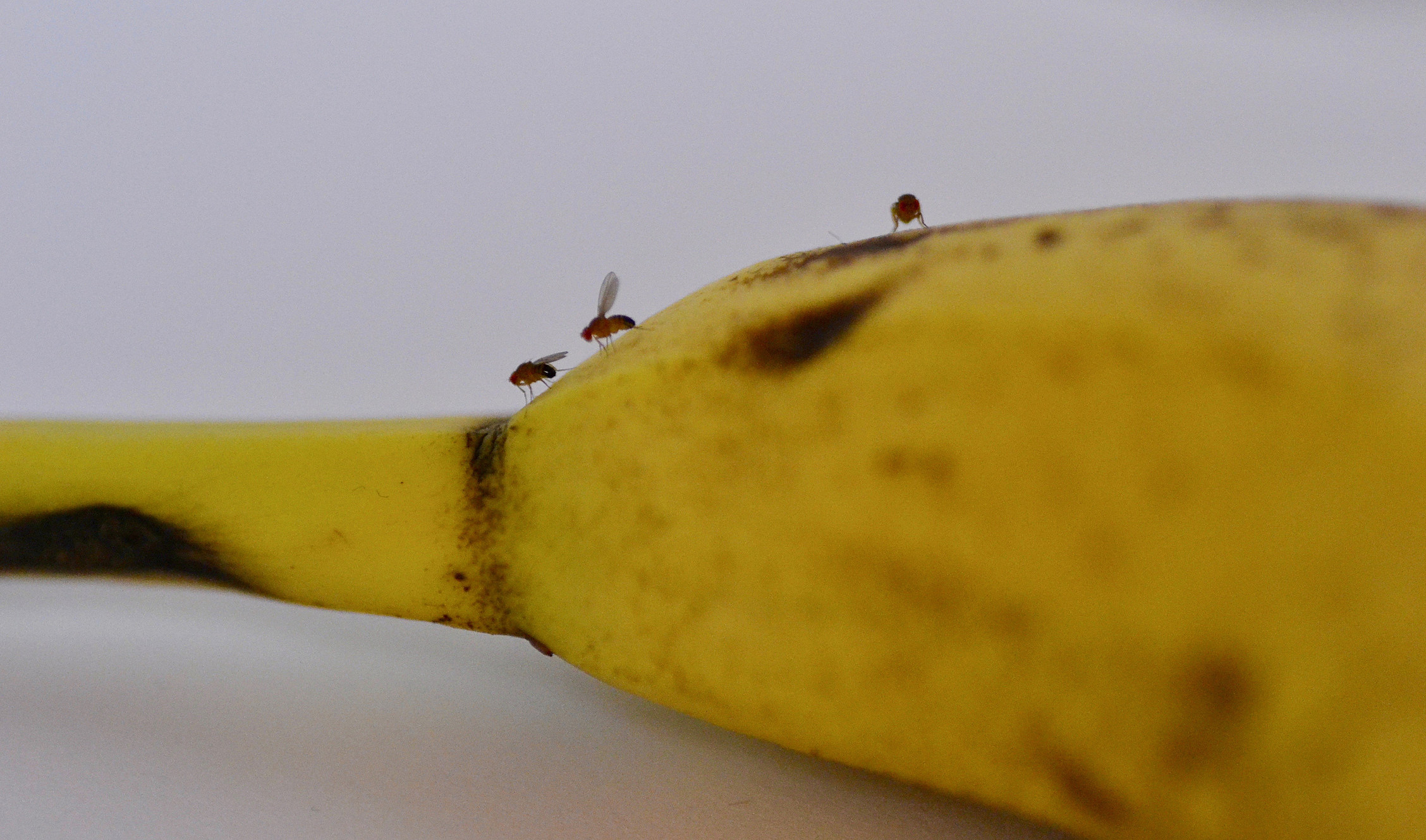 How To Get Rid Of Fruit Flies In The House - The Maids