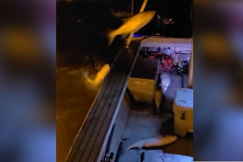 Watch Fish Jumping Into A Boat On The Wabash River