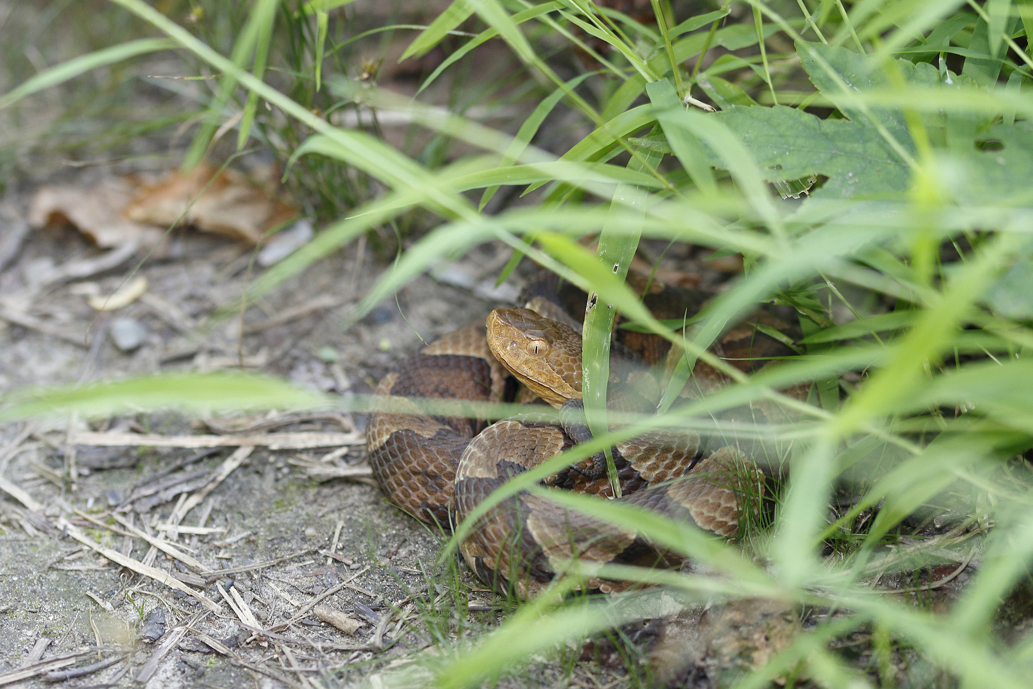 Rattlesnake, Timber - Louisville Zoo