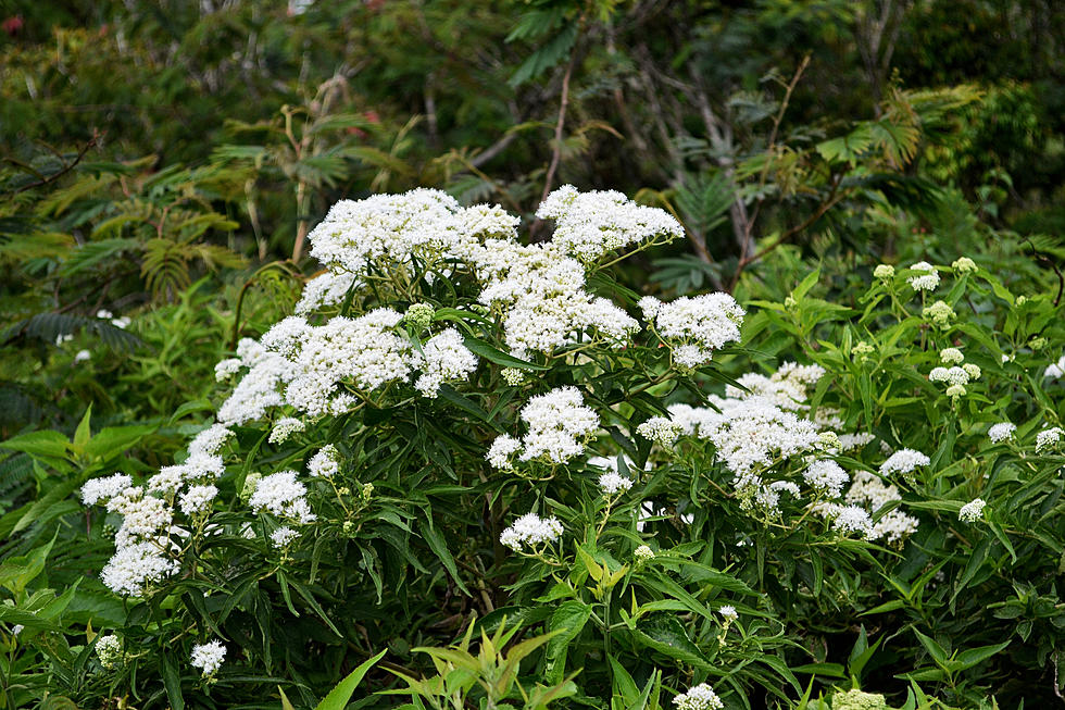 Deadly Poison Hemlock Weed Is Invading Indiana
