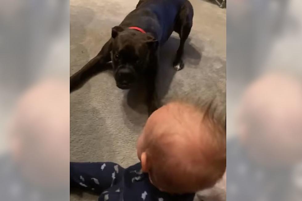 Kentucky Baby Hysterically Laughing At Family Dog Will Have You Laughing Too