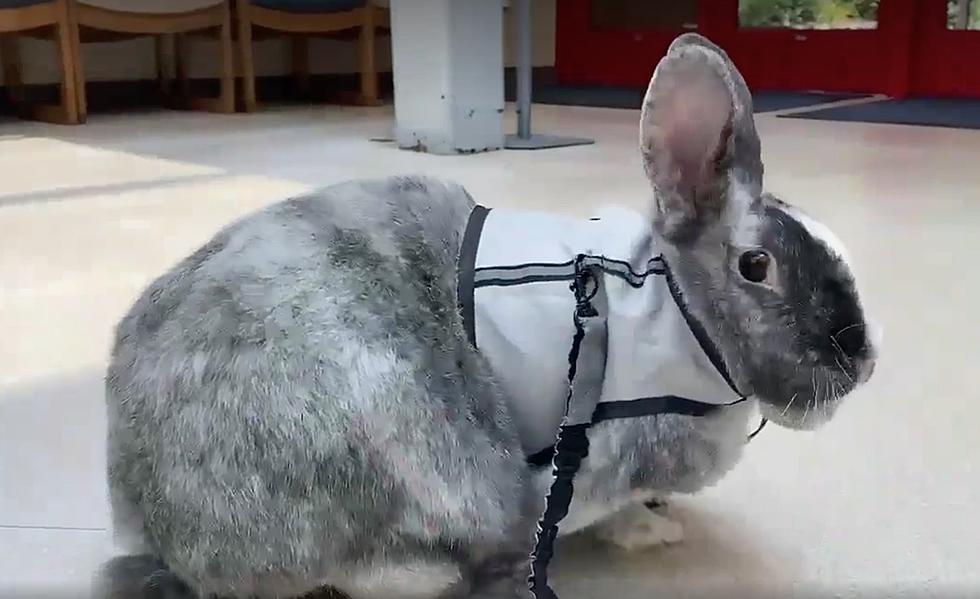 Tator Tot Just Might Think He's A Dog and It's Cuteness Overload