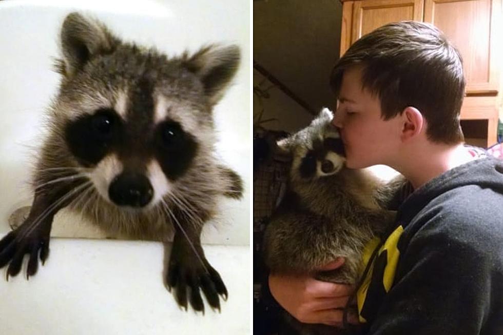 Indiana Family Shares Adorable Story of Orphaned Baby Raccoon They Raised To Be One Of The Family – See Video and Photos