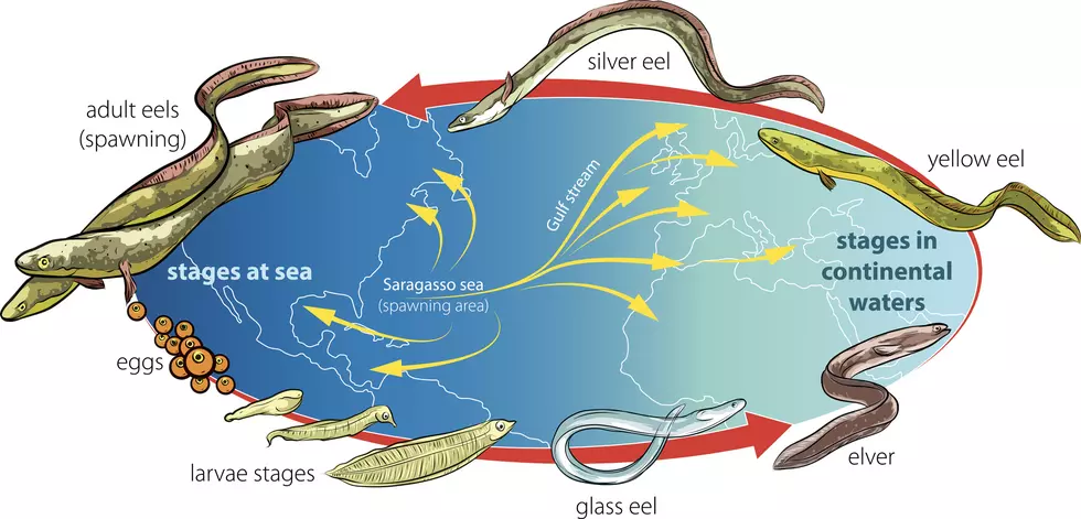 Eels stages