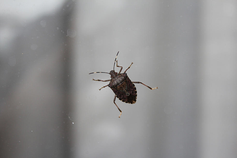 Invasive Stink Bugs Have Returned To Indiana and Kentucky: Here&#8217;s How To Get Rid Of Them