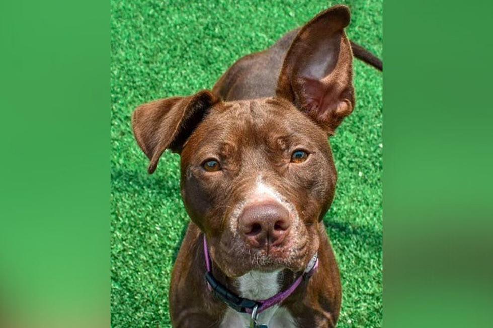 Indiana Shelter Dog With Amazing Ears Is Looking For a Second Chance To Be Loved [VIDEO]