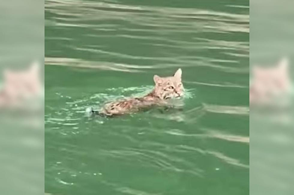 Bobcat Spotted Dog Paddling In Kentucky’s Lake Cumberland [VIDEO]