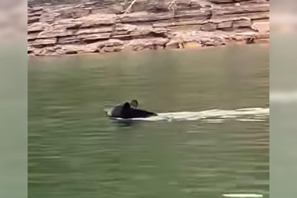 Watch A Black Bear Swimming In A Kentucky Lake [VIDEO]