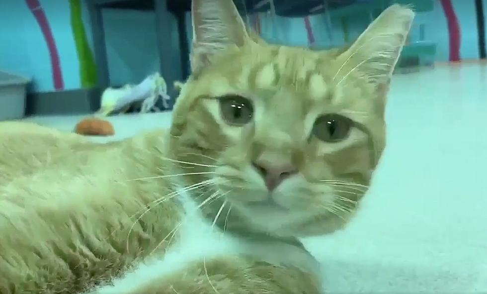 This Handsome Cat Is So Smooth, He’s A Straight Up Player